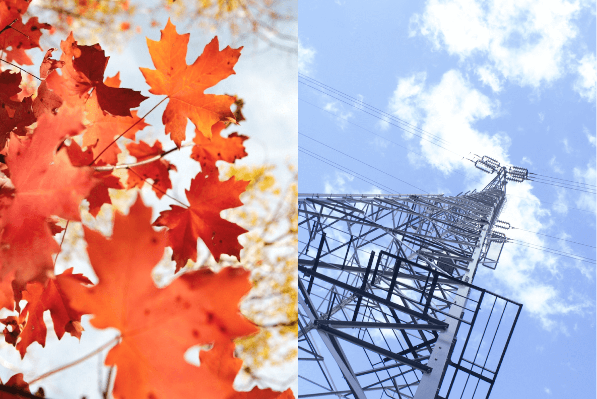 紅葉と鉄塔と空の画像